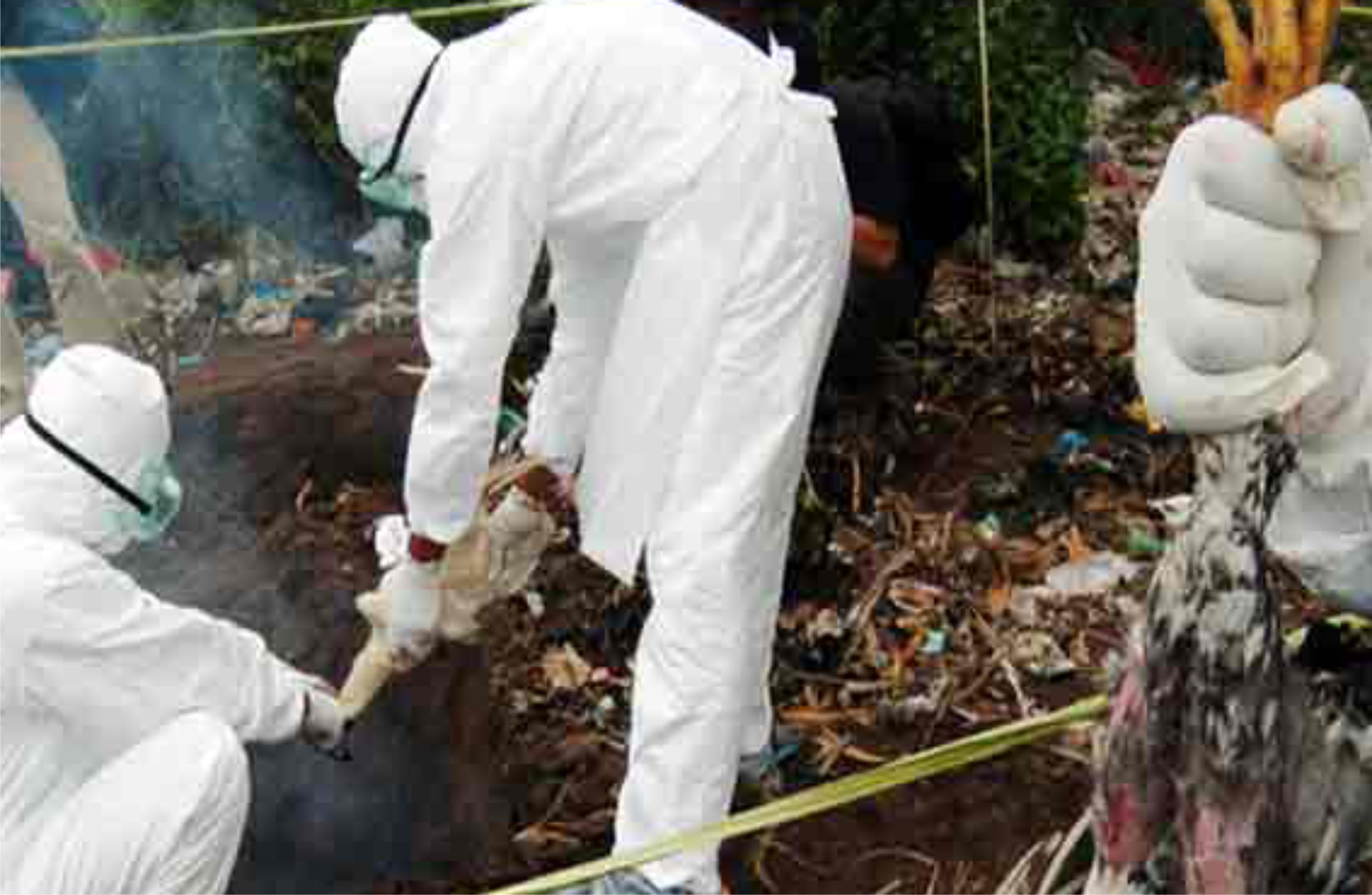 Gagasan Mengembangkan Profesi Epidemiolog